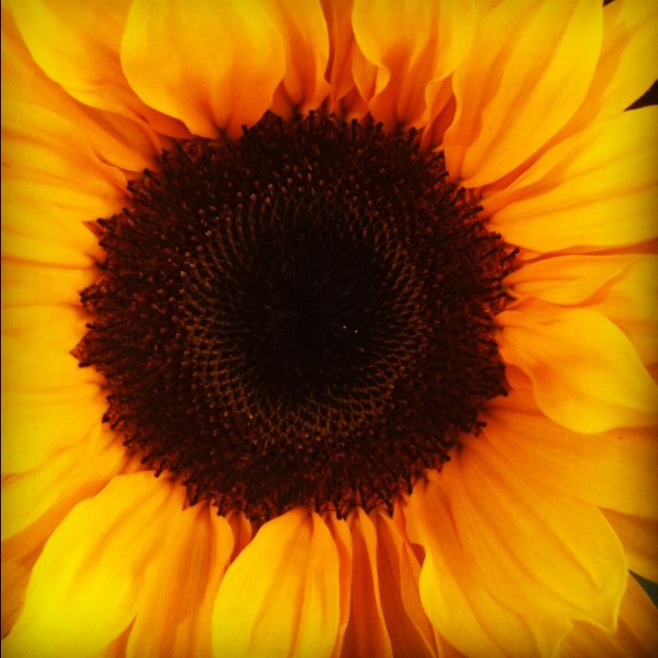 sunflower copy 2