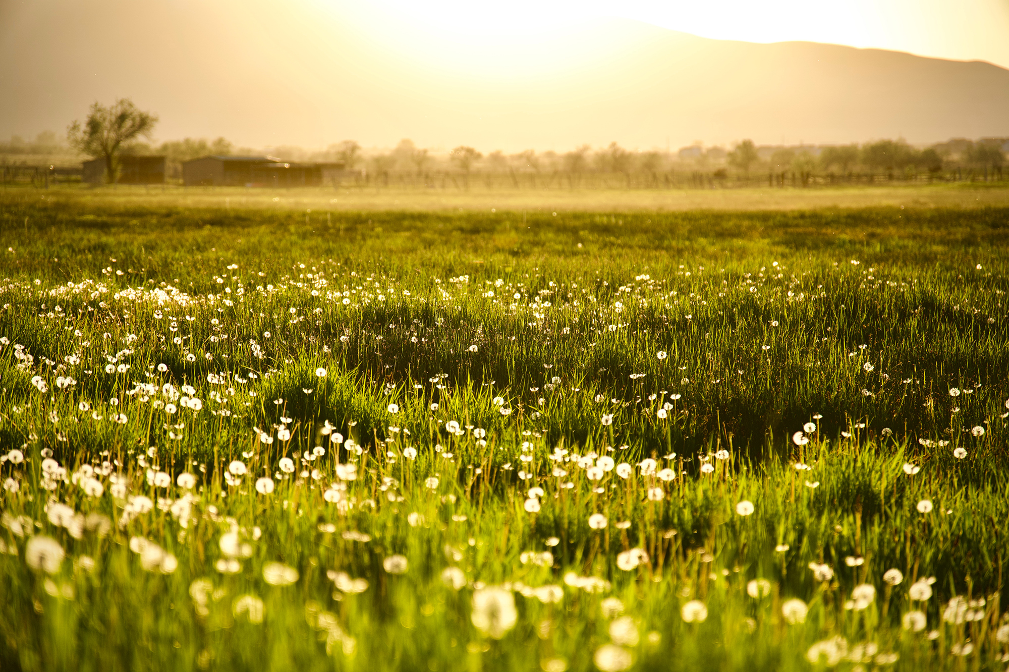 Field of little white flowers as sun rises over mountain