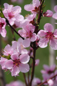 2014.04.17 Peach Blossoms