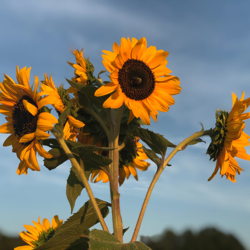 Sunflowers and blue sky in North Carolina