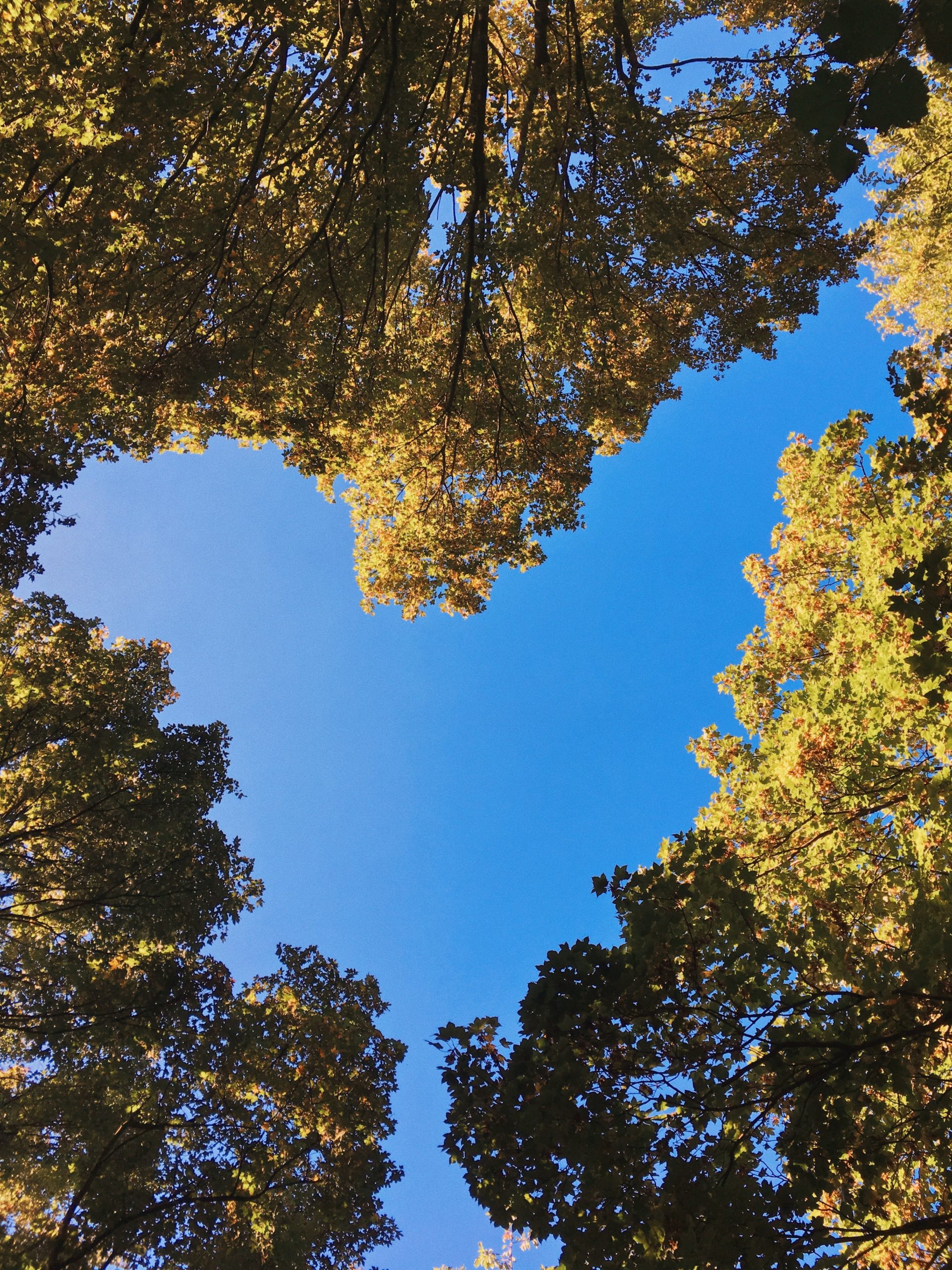 A grove of trees that, viewed from the ground, creates the shape of a heart.