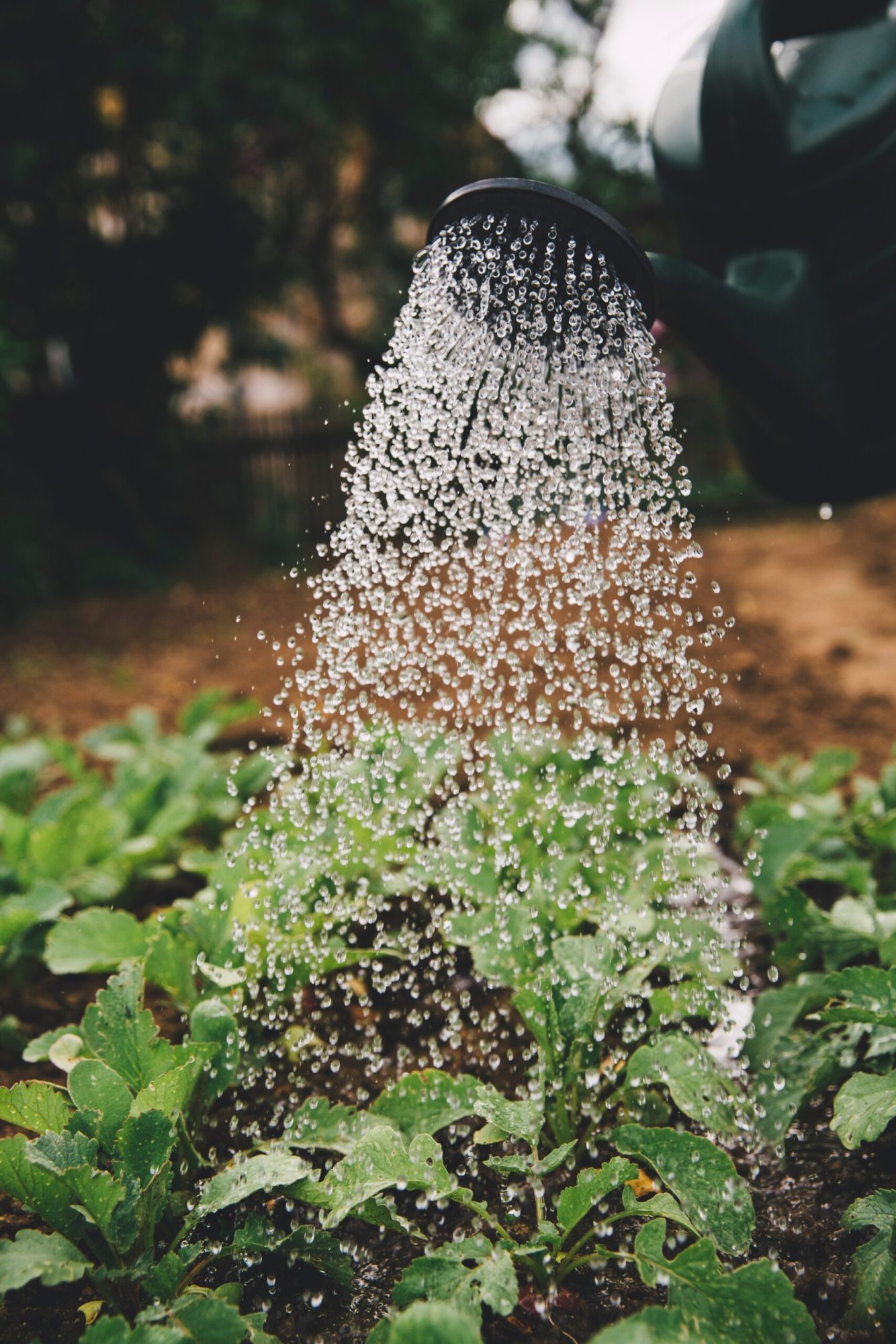 A watering can watering green plants.