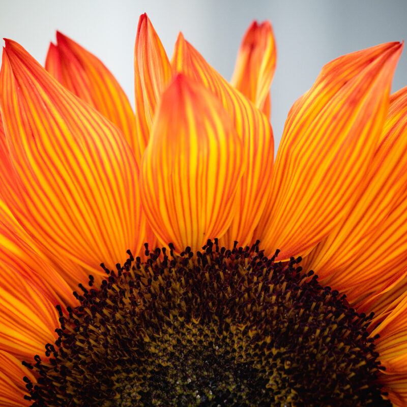 Close up of an orange sunflower