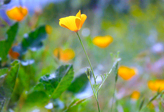Animated GIF of a bee flying into an orange California poppy.