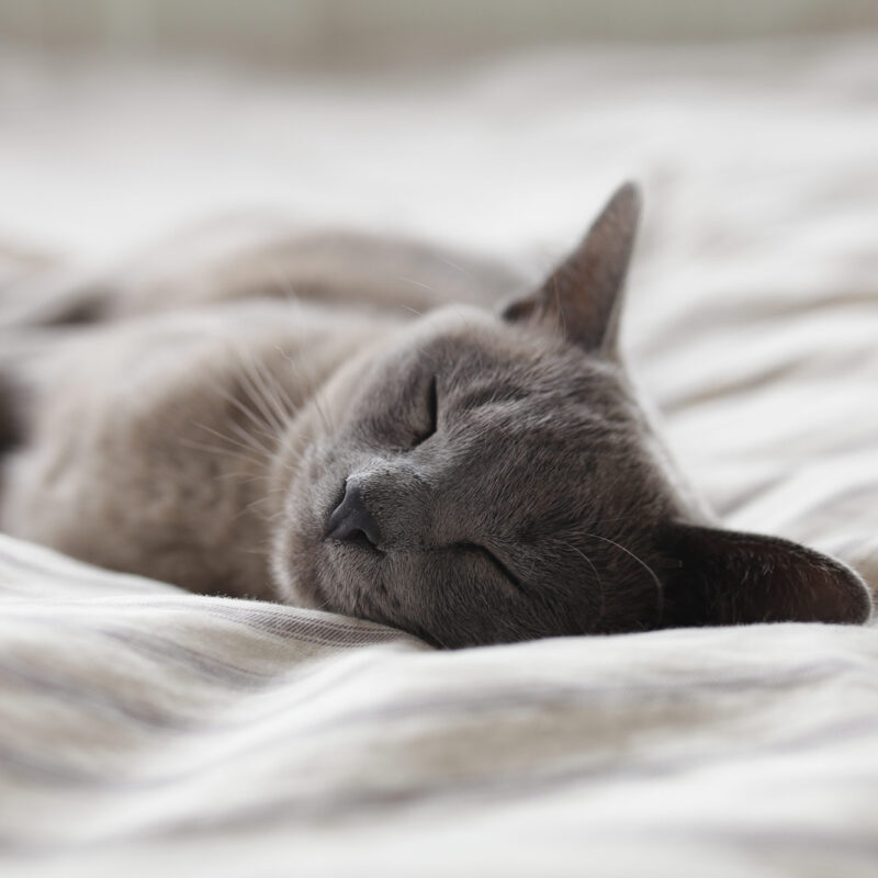 Gray cat sleeping on a bed.