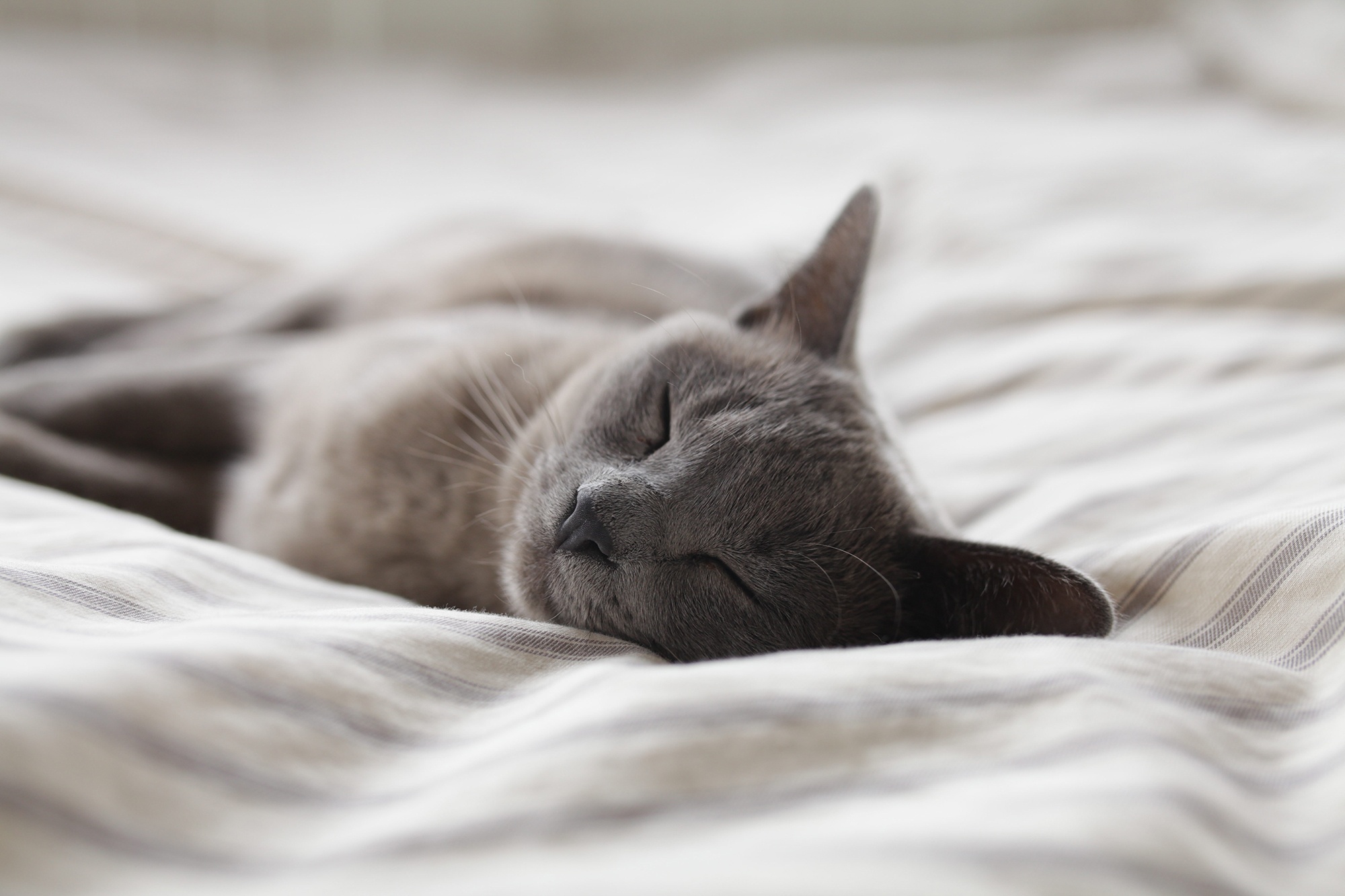 Gray cat sleeping on a bed.