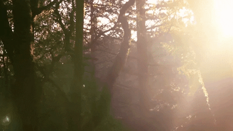 Animated gif of sunlight through trees.