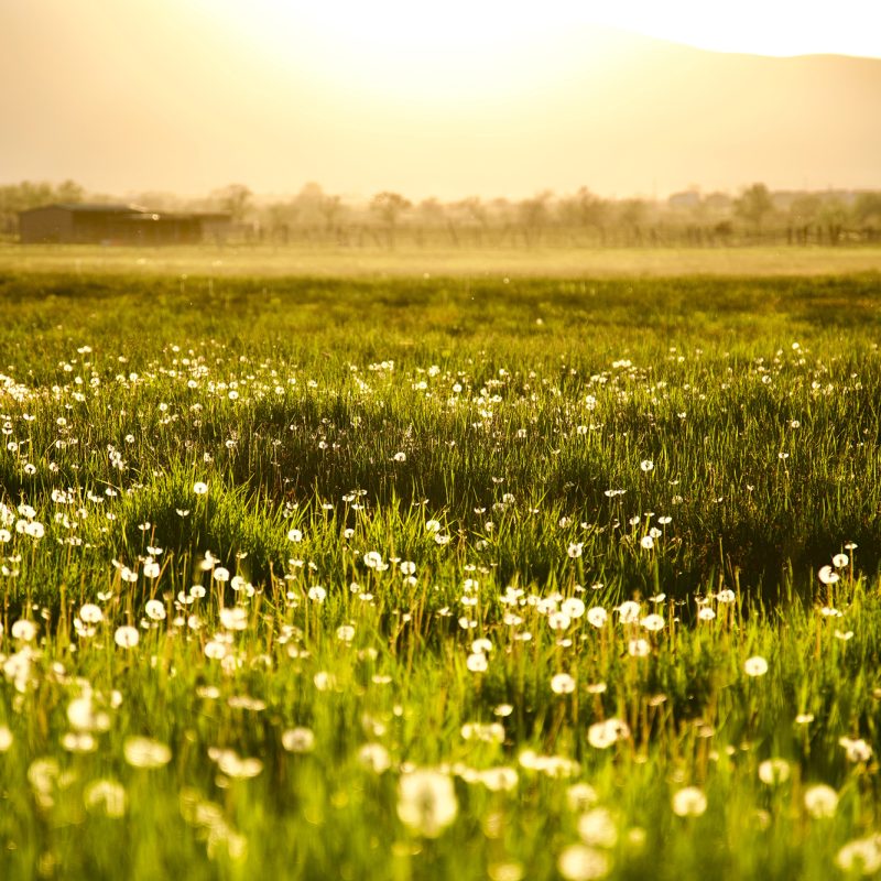Field of little white flowers as sun rises over mountain
